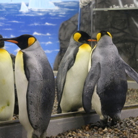 越前松島水族館アルバム