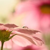 秋桜の風。