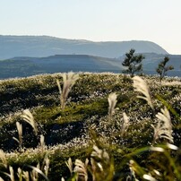 平尾台の秋（すすき）