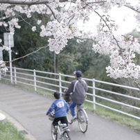 2010 sakura