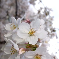 sakura