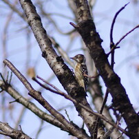 野鳥を探して