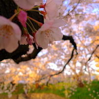 岩倉桜まつり　中の蕾