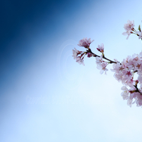 初桜