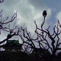 カラス