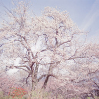 桜２０１０　二宮　吾妻山