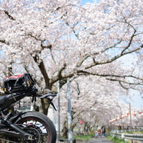 バイクと桜