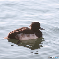 NIKON(ニコン)のデジタルカメラCOOLPIX 4800 で撮影した写真(画像)一覧