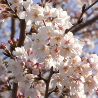 桜8