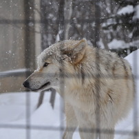 オオカミの写真 画像 写真集 写真共有サイト Photohito