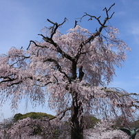 円山公園