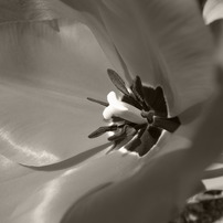 MONOCHROME