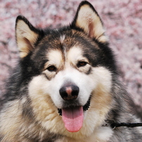 アラスカン マラミュートの写真 画像 写真集 写真共有サイト Photohito