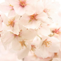 sakura 2010