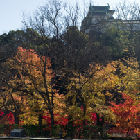 和歌山城の紅葉2015