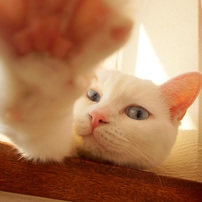 白猫の写真(画像)・写真集 - 写真共有サイト:PHOTOHITO