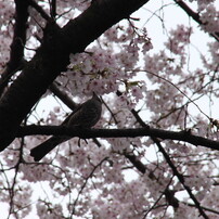 春ＩＩ