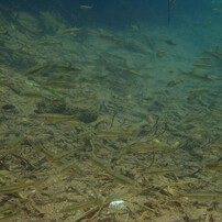 OLYMPUS(オリンパス)のデジタルカメラOLYMPUS Tough TG-310 で撮影した