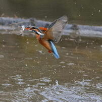 SIGMA(シグマ)のレンズ APO 300mm F2.8 EX DG/HSM (ﾆｺﾝ AF) で撮影した