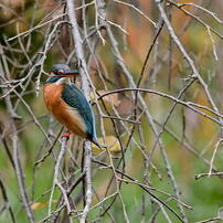 SIGMA(シグマ)のレンズ APO 300mm F2.8 EX DG/HSM (ﾆｺﾝ AF) で撮影した