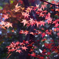 紅葉時間