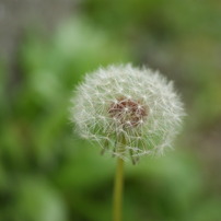 おちたらしにますよ。