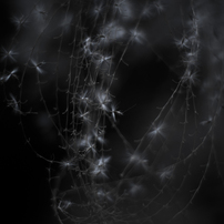 miscanthus 18