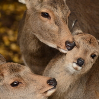 鹿の写真 画像 写真集 写真共有サイト Photohito