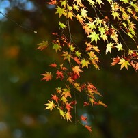 紅葉ー２０１５