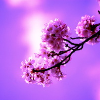 梅＆桜