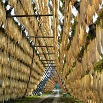 宮崎田野の大根やぐら