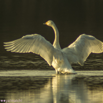 TAMRON(タムロン)のレンズ SP 300mm F/2.8 LD [IF] で撮影した