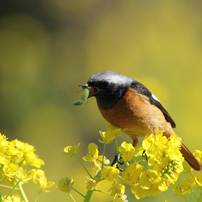 菜の花とジョウビタキ（＋青虫）