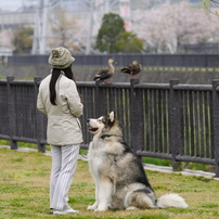 アラスカン マラミュート ペットの情報 価格 Com