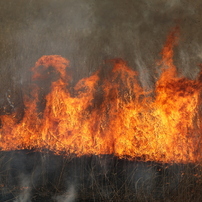 渡良瀬遊水地ヨシ焼きなう