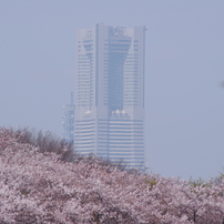 花見歩き～根岸森林公園編～