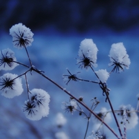 LENSBABY(レンズベビー)のレンズ コンポーザープロII エッジ50