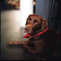 カフェ犬