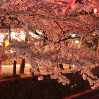 春　の　雪　と　桜