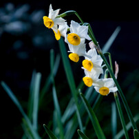 雪中花