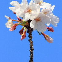 SAKURA