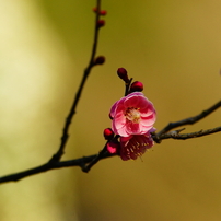 KONICA MINOLTA(コニカミノルタ)のレンズ High Speed AF APO 200mm F2