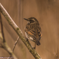 作例付き　TAMRON SP AF 300mm F/2.8 管mpr 作例付き TAMRON SP AF 300mm F/2.8 管mpr