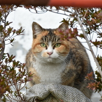 木陰からこんにちは