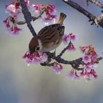 旅写真　熱海桜　Ⅴ