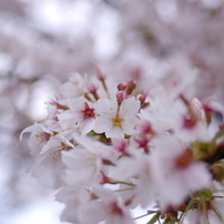 2010　SAKURA