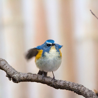 鳥シリーズ