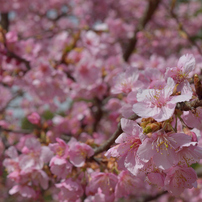 河津桜_01