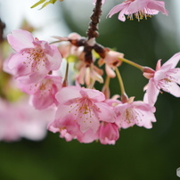 如月花ー15