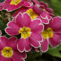 pink flowers 2